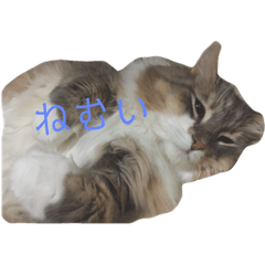 Ryota_koi