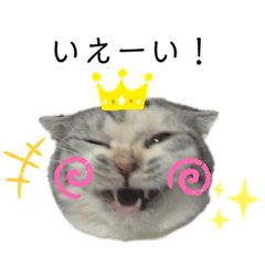 Dilute calico/scottishfold