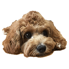 Cavapoo Light-chan sticker