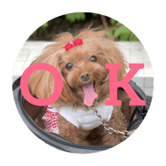 トイプードル☆ガブリエル