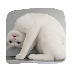 omochi_20190825225635