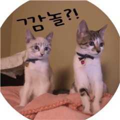 子猫写真スタンプあられとふく【韓国語版】