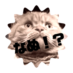 Hirano cat