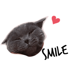 喵星人❤️公子