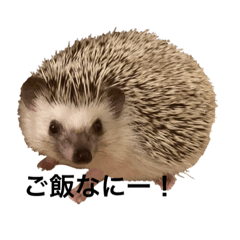 my house Hedgehog stamp cute