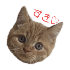 Hirano cat2
