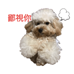 狗狗泰迪