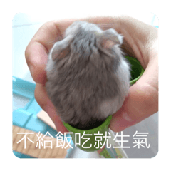 戲精小胖日常