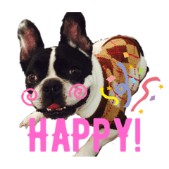 french bulldog bongo