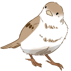 Very Cute Bird for you
