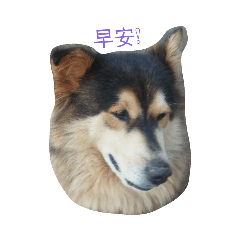 My Lovely Dogs 我的可愛小狗