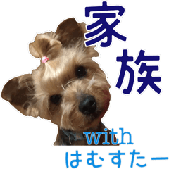 Happy days of a Yorkshire Terrier(Ver.2)