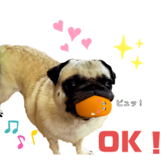 dog_20190827172540