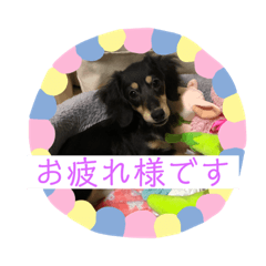 watanabe.wanwan2