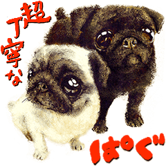 Super polite Pugs Sticker