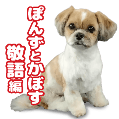 シーズー犬ぽんずとかぼす【敬語編】