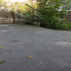 White cat in grandfather's backyard