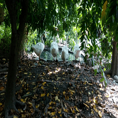 Four white geese standing by the pond