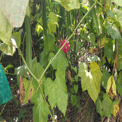 Grandpa's Dragon Fruit