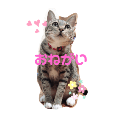 pyon_20190828003504