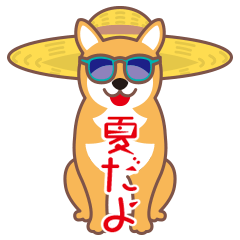 Summer.Shiba dog