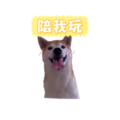 柴柴（Twenty)