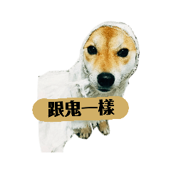柴犬小汪寶3