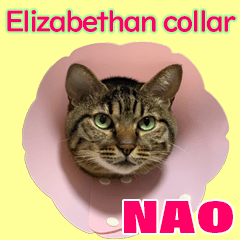 tabby cat "NAO" 4 -Elizabeth Collar-