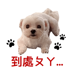 蒟蒻ㄉ異想世界