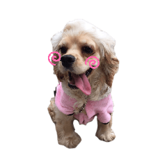 chiyo_20190828234918