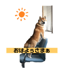 yonezawa_dogs