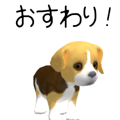Beagle CG puppy