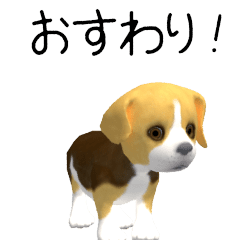 Beagle CG puppy