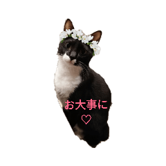 tokomimi_20190828233455