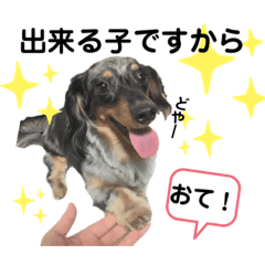 This is japanese yutori dog!