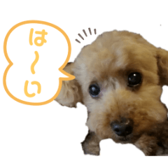 toy poodle KOBE