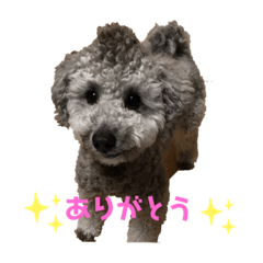 pinokith2
