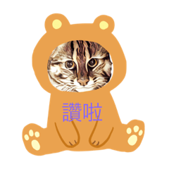 Leopard Cat on Taiwan