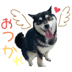 dog.ichigo.0105