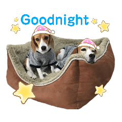 Bingo&Proudly Beagle