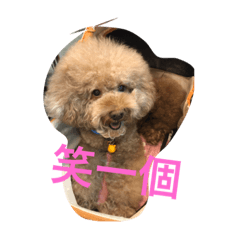 乖乖人生