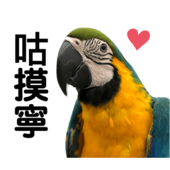 Blue-And-Gold Macaw