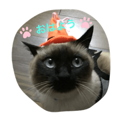 akari_20190830105611