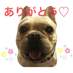 French Bulldog Daikichi 1