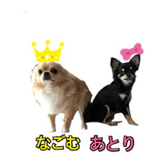 愛くるしい我が犬たち