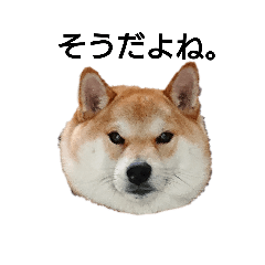 shiba.koro