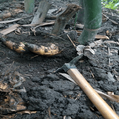 Shoot bamboo shoots