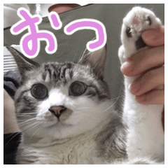 Chino and Luna's Sticker