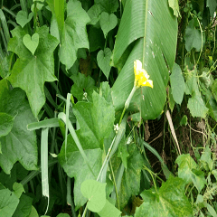 Loofah grows up slowly