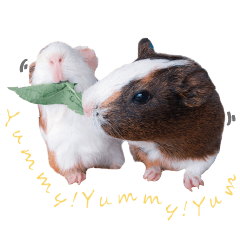 Mini Cooper : Happy guinea pig life!!